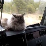 Un gato acompaña a un camionero en sus viajes desde hace 11 años
