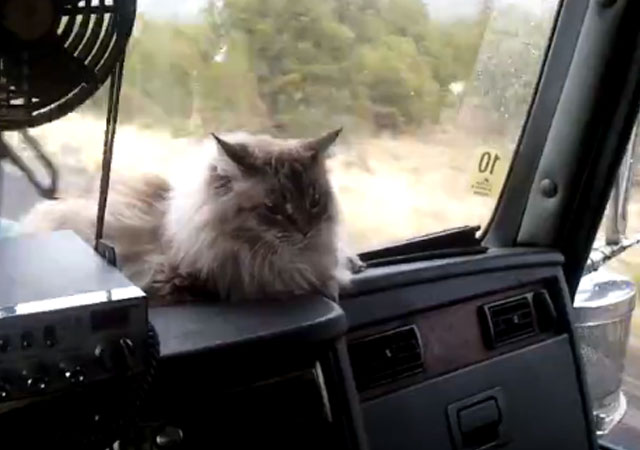Un gato acompaña a un camionero en sus viajes desde hace 11 años