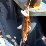 Un hombre ayuda a un tiburón muerto a parir