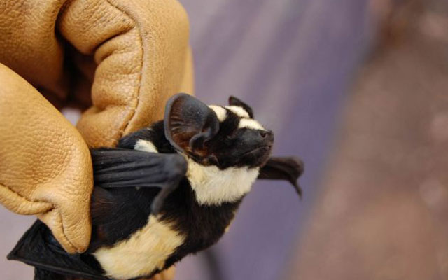 Descubren en Sudán un murciélago panda