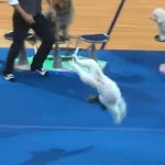 Un perro que da volteretas hacia atrás como si fuera un gimnasta