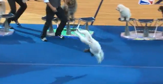 Un perro que da volteretas hacia atrás como si fuera un gimnasta