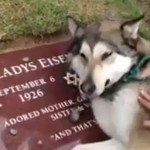 Un perro llora la muerte de su familiar en su tumba