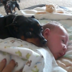 El perro que no quiere que despierten al bebé