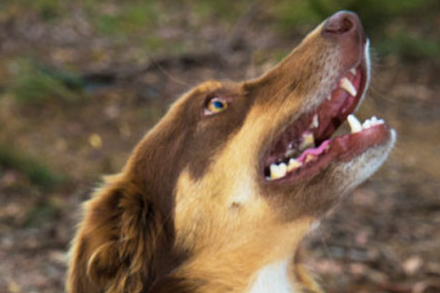 Un perro salva de morir de frío a un hombre tras pasar cuatro días atrapado dentro de su coche después de sufrir un accidente