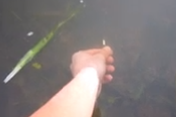 Cómo pescar un róbalo con la mano