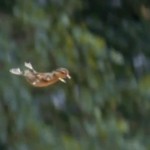 Slow motion del primer vuelo de unos patitos al lanzarse desde un árbol