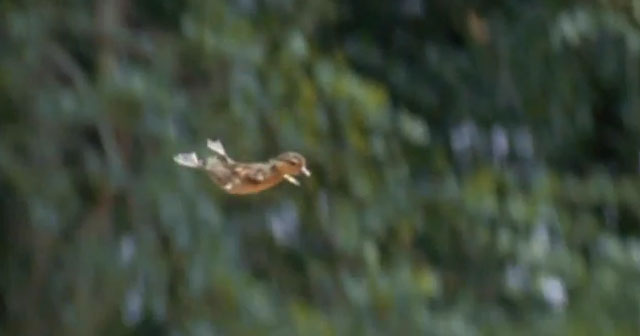 Slow motion del primer vuelo de unos patitos al lanzarse desde un árbol