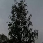 Árbol alcanzado por un rayo en Kolpino, San Petersburgo