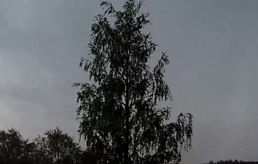 Árbol alcanzado por un rayo en Kolpino, San Petersburgo