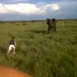 Un hombre borracho se baja del coche en un safari para asustar a un elefante