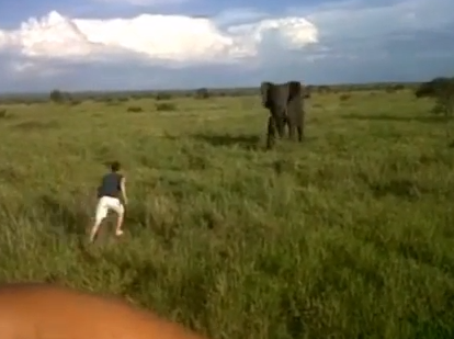 Un hombre borracho se baja del coche en un safari para asustar a un elefante