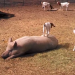 El cerdo con más paciencia del mundo