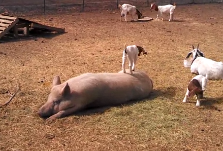 El cerdo con más paciencia del mundo