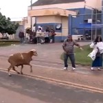 Una “cabra toro” embiste a los viandantes de una zona de Brasil