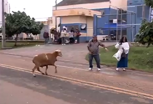 Una “cabra toro” embiste a los viandantes de una zona de Brasil