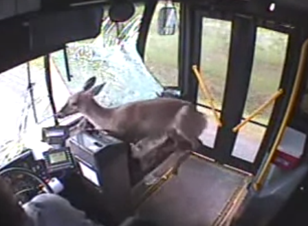 Un ciervo atraviesa el parabrisas de un autobús y sale prácticamente ileso