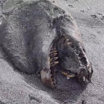 Encuentran los restos de una extraña criatura marina en Nueva Zelanda