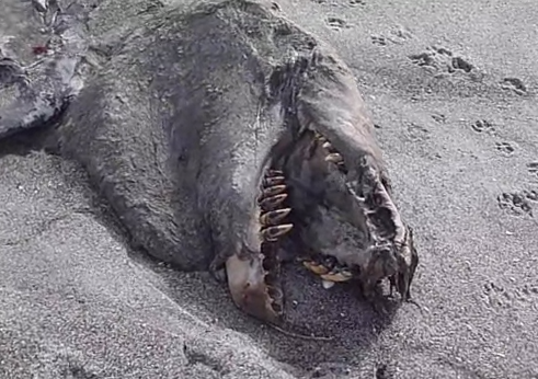 Encuentran los restos de una extraña criatura marina en Nueva Zelanda