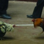 Un gallo de pelea mata a su gallero cuando éste intentaba matar al animal después de perder una pelea