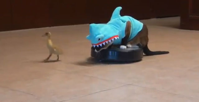 Un gato disfrazado de tiburón persiguiendo a un pato encima de un aspirador