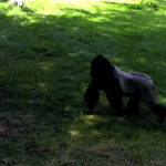Un gorila les tira caca a los visitantes del zoo
