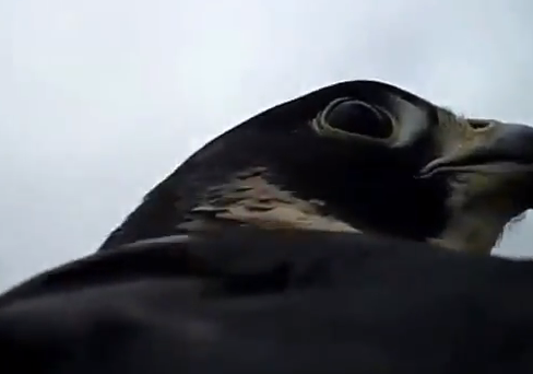 Un halcón atrapa un pato en pleno vuelo (Vídeo desde cámara subjetiva)