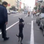 Un hombre obliga a su perro a caminar sobre dos patas como si fuera un humano