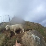 Un grupo de excursionistas rescata a una oveja atrapada en una valla de un monte en Nueva Zelanda