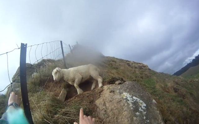 Un grupo de excursionistas rescata a una oveja atrapada en una valla de un monte en Nueva Zelanda