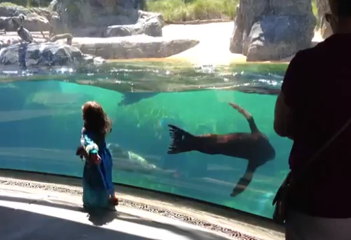 Un león marino preocupado por una niña