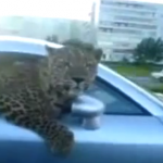 Circula con un leopardo asomado por la ventanilla de su Audi TT