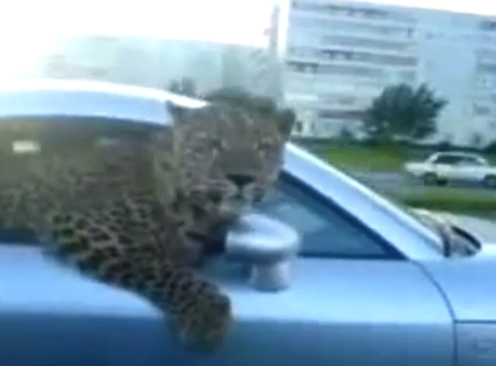 Circula con un leopardo asomado por la ventanilla de su Audi TT