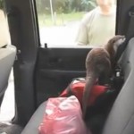 La reacción de una nutria al entrar por primera vez dentro de un coche