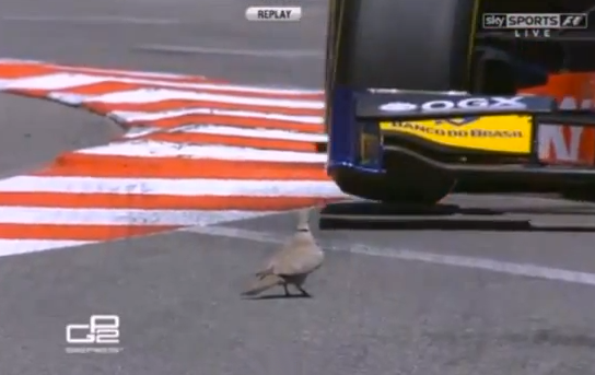 Una paloma esquiva a lo Matrix a un monoplaza de la GP2 en Mónaco