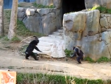 Pelea de chimpancés en el zoológico de Los Ángeles