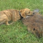 Un perro lamenta la muerte de un castor