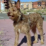 Piden ante el juez una pensión vitalicia para un perro que fue maltratado por su familiar en Teruel