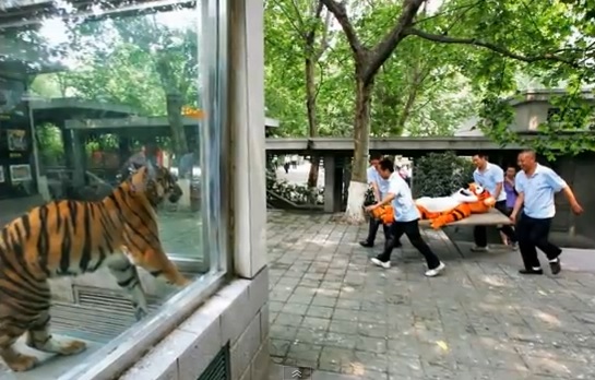 Un tigre mata a la empleada de un zoológico del Reino Unido ante la mirada de cientos de visitantes
