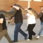 Tundra, la serpiente pitón de 120 kilos que pasea por Gijón