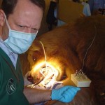 Gerhard Steenkamp, un dentista que viaja por todo el mundo para arreglar los dientes de los animales