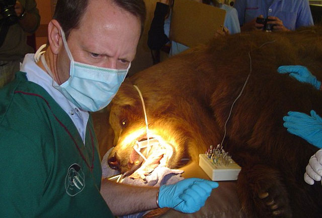 Gerhard Steenkamp, un dentista que viaja por todo el mundo para arreglar los dientes de los animales