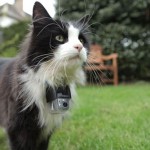 La cadena británica BBC estrena un “Gran Hermano” protagonizado exclusivamente por gatos