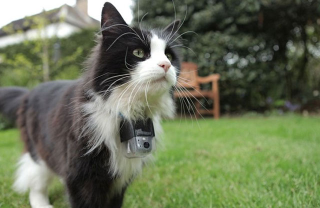 La cadena británica BBC estrena un “Gran Hermano” protagonizado exclusivamente por gatos