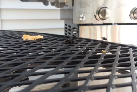 Araña saltando para cazar a una mosca