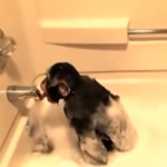 Un chimpancé tomando un baño
