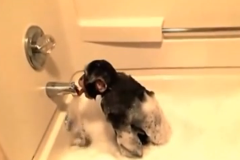 Un chimpancé tomando un baño