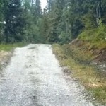 Una oveja con sus corderos hace huir a un lobo hambriento