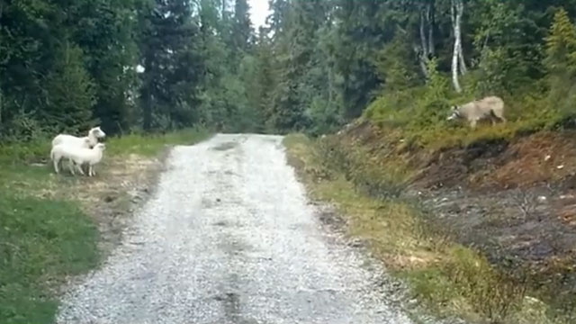 Una oveja con sus corderos hace huir a un lobo hambriento