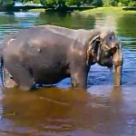 Un elefante sufre un ataque al corazón y se ahoga
